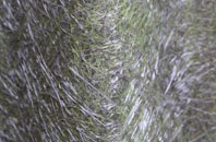 Toller Porcorum fibreglass roof work